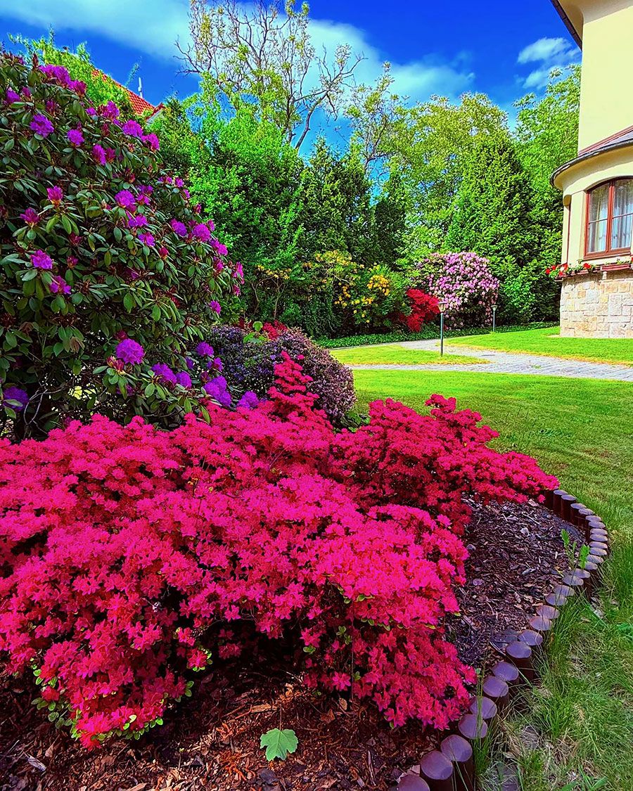 Rododendrony u  pensionu